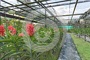 Red Orchid , Ascocenda hybrid orchid plant nursery in the farm