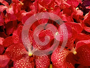 red orchid flower in a floral arrangement, background and texture