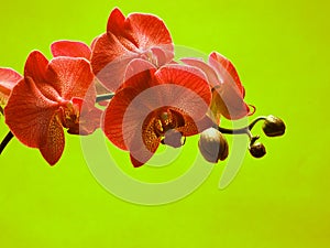 Red orchid flower, green