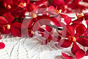 Red orchid flower on paper texture leaves shape background, soft focus