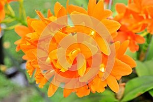 Red Orchid flower in a park