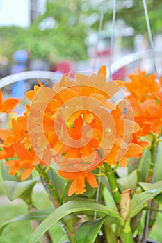 Red Orchid flower in a park