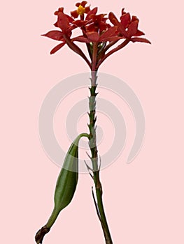 Red orchid flower with yellow core, small with stem and seed, small flowers in clusters.