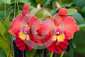 Red orchid flowers - Cattleya