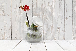 Red orchid in glass pot, on white wooden planks