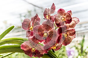 Red orchid on green leaves background