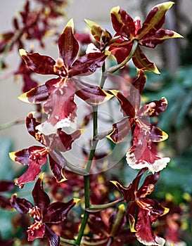 A Red Orchid