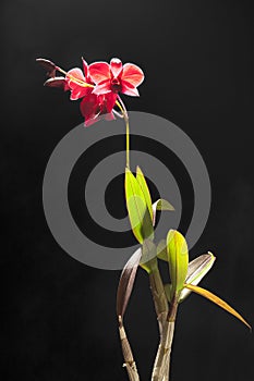 Red orchid plant