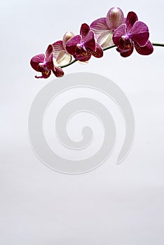 Red orchid photo