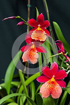 Red orchids bright flower, plant fauna