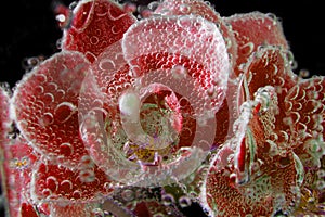 red orchids with bubbles close up on black background