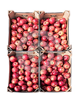 Red organic apples in four cardboard boxes isolated on a white b