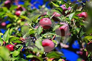 Red organic apples hanging from a tree branch in an autumn apple