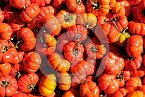 red organic fresh tomatoes background