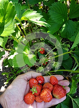 Red Organic homegrown strawberries