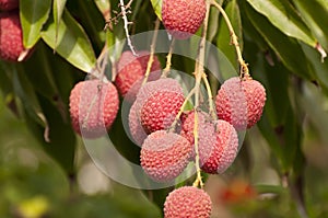 Red Organic Lichi Fruit on Tree photo