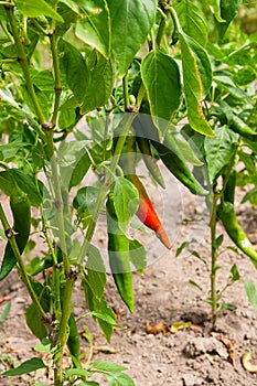 Red organic peppers growing in the garden