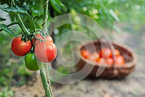 Red organic tomato plant and fruit