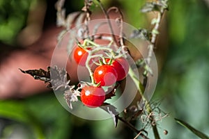 Red organic tomatoes in the garden