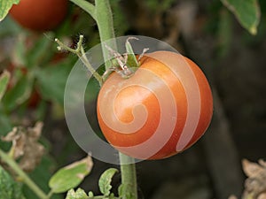 Red organic tomatoes ripening in the garden. Agriculture concep