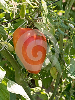 Red organic tomatoes ripening in the garden. Agriculture concep