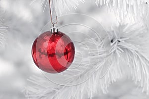 Red ornament ball on white christmas tree branches. space for te