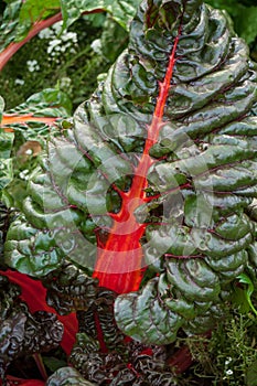 Red ornamental blette leaf in vegetable garden