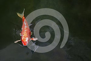 Red ornamental carp emerged from the lake. Koi carp are ornamental domesticated fish