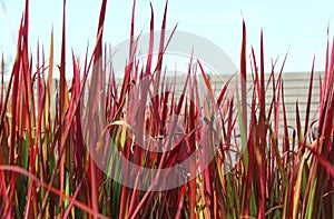 Red ornamental grass Imperata cylindrica `Red Baron`