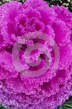 Red ornamental kale with frilly leaves