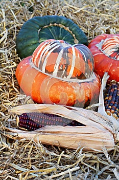 Red ornamental maize cob in front of Turks Turban gourds