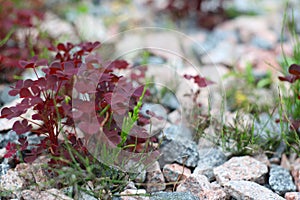 Red orpine plant