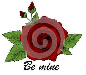 Be ine and rose