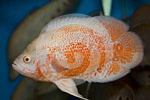 Red oscar fish