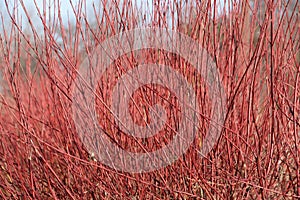 Red osier dogwood clump in winter