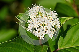 Red Osier Dogwood - Cornus sericea