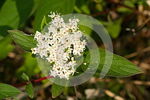 Red Osier Dogwood - Cornus sericea