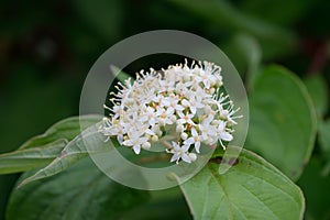 Red Osier Dogwood (Cornus sericea) Flower Detail