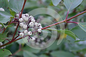 Red Osier Dogwood (Cornus sericea (stolonifera)) Berries