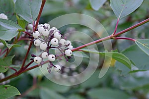 Red Osier Dogwood (Cornus sericea (stolonifera)) Berries photo