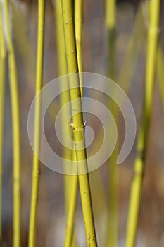 Red osier Dogwood Flaviramea photo