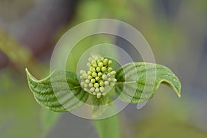 Red osier Dogwood Flaviramea photo