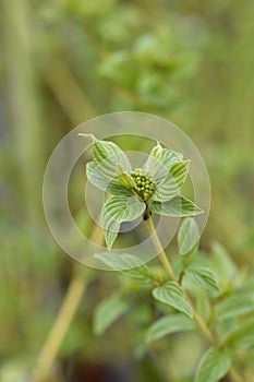 Red osier Dogwood Flaviramea photo