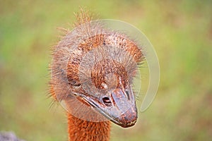 Red Ostrich Looking For Handouts