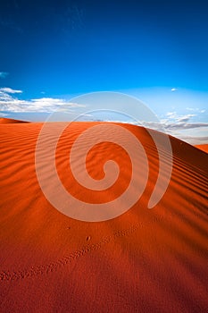 Animal tracks in red sand dune