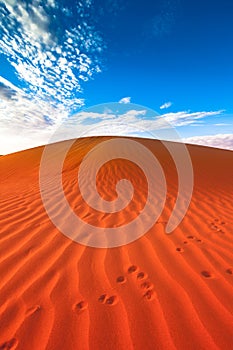 Animal tracks in red sand dune