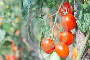 Red oval tomatoes ripen in a bunch on the stem of a tomato bush