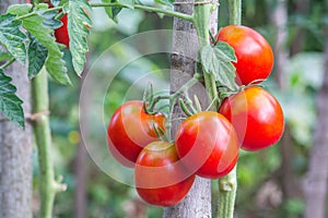 Red oval tomatoes ripen in a bunch on the stem of a tomato bush