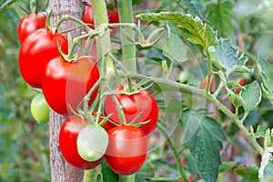 Red oval tomatoes ripen in a bunch on the stem of a tomato bush