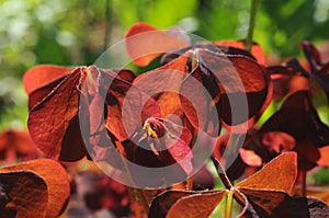 Red oxalis leaves